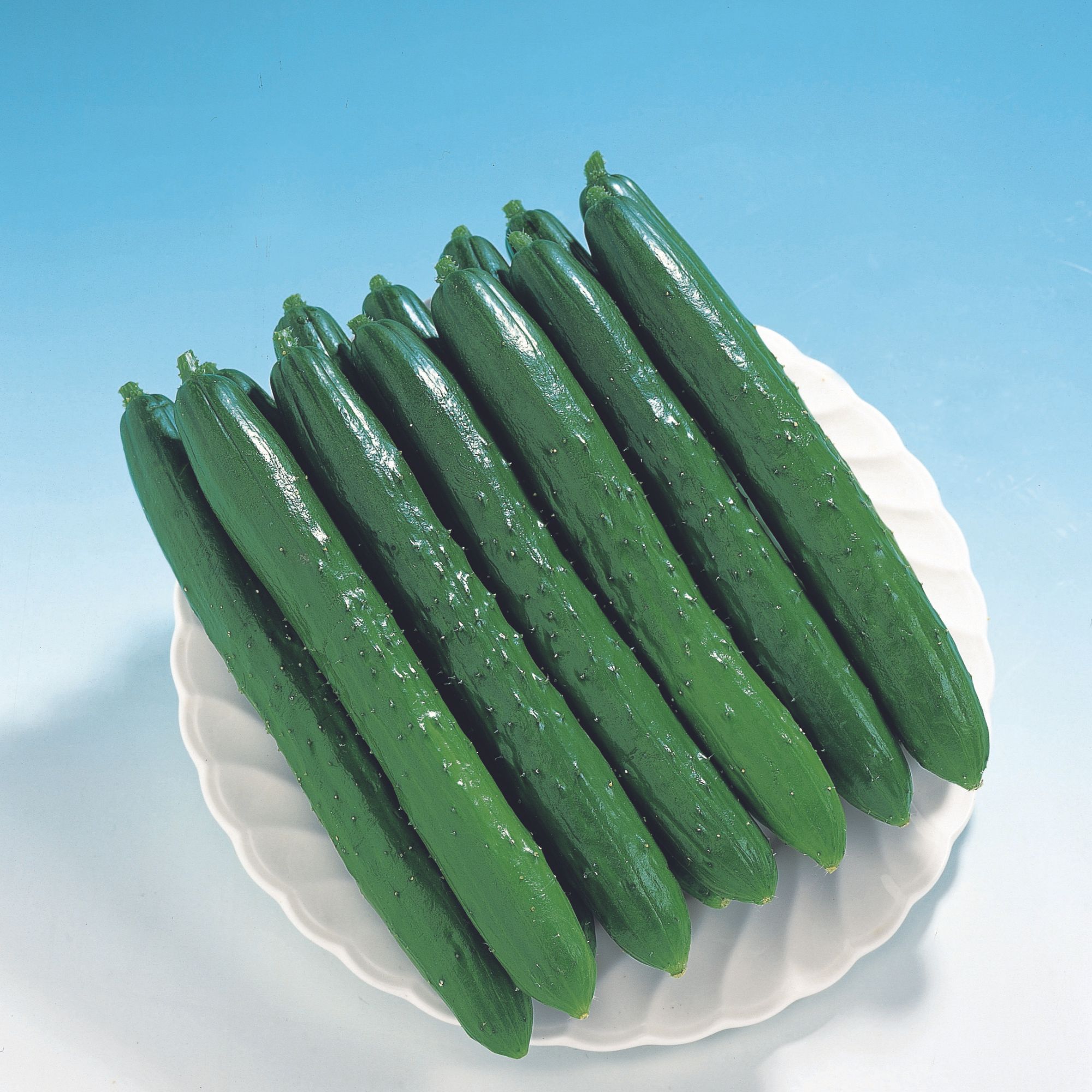 Cucumber Seeds - Tsuyataro - Hybrid -1 Lb ~17600 Seeds - Non-GMO, F1 Hybrid - Asian Garden Vegetable